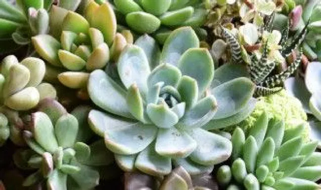 多肉拍摄技巧教程 多肉拍摄技巧教程图解