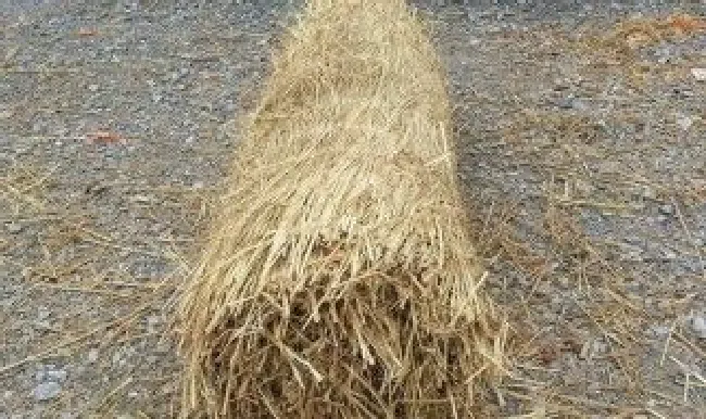 干稻草变软的方法 怎样使干枯稻草变得很软