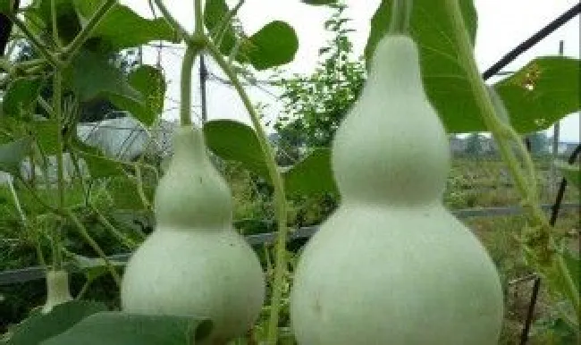 宝葫芦怎么处理保存 宝葫芦保存方法