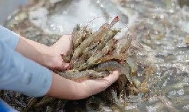 虾煮米粉怎么做 制作虾煮米粉的方法