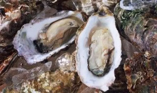 牡蛎腌制方法 牡蛎腌制方法简单介绍