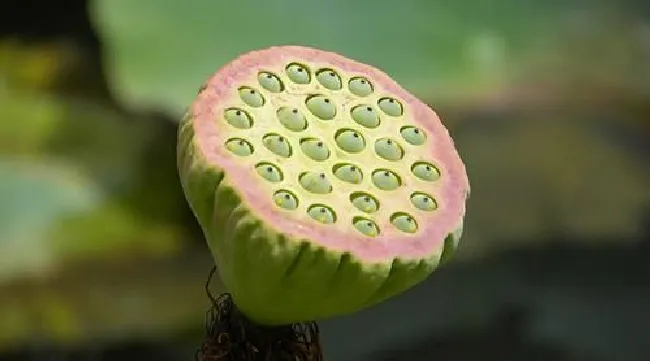 新鲜莲子如何晒干 新鲜莲子怎么处理