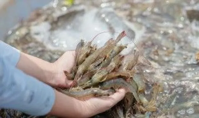 椒盐基围虾的做法 怎样做椒盐基围虾
