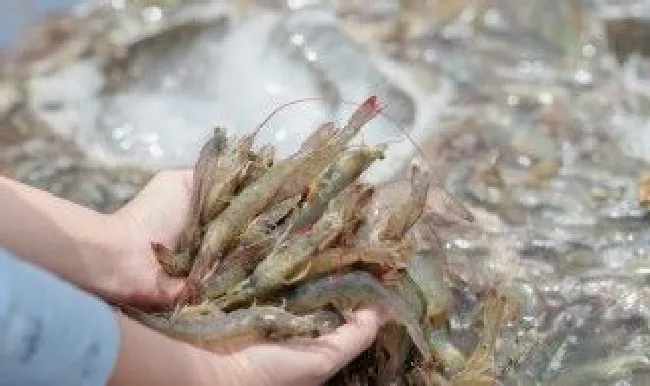 干锅麻辣虾教程 干锅麻辣虾的方法