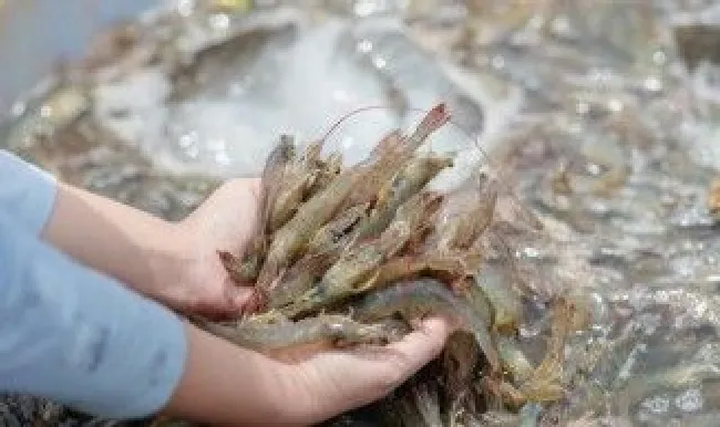 烤虾滑制作方法 如何制作烤虾滑