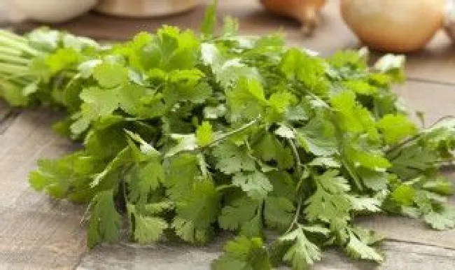 香菜储存保鲜方法 香菜储存保鲜方法推荐
