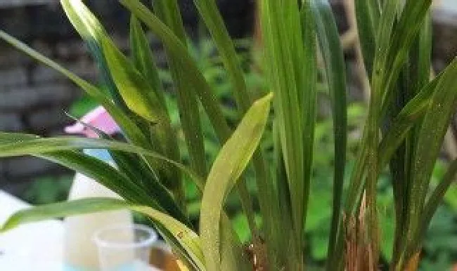 带龙蛋的下山兰花该怎么养护 有龙蛋的兰花有价值吗