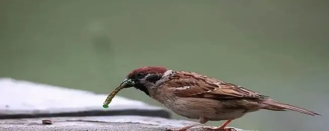 麻雀是国家保护动物吗 麻雀是保护动物吗