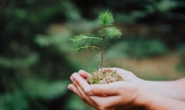 植树节由来（植树节由来图片）