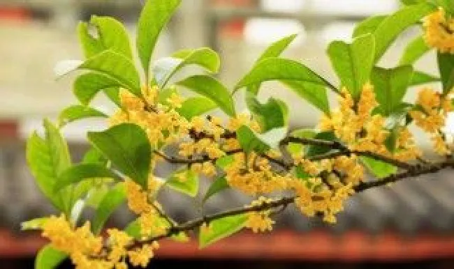 刚摘的桂花怎么处理 新鲜桂花怎么处理才能食用