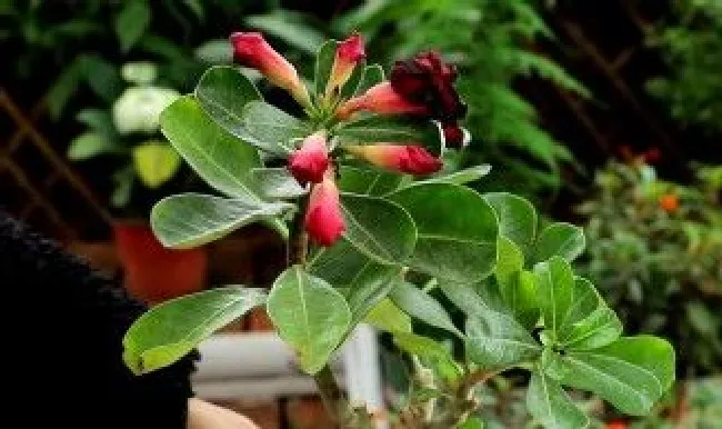 玫瑰花枝养殖方法（玫瑰花枝养殖方法和技术）