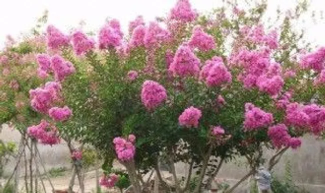 痒痒树怎么种植 痒痒树有什么用处
