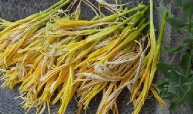 黄花菜种子可以十月份种吗（黄花菜几月份可以分株移栽）