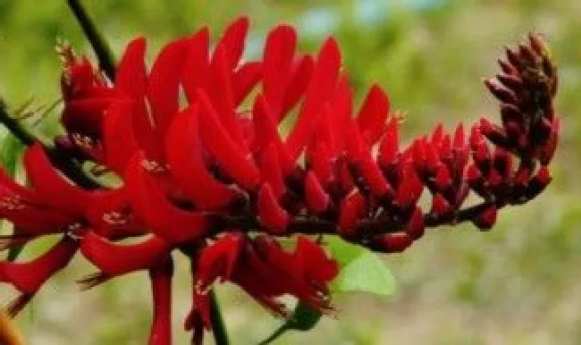 龙牙花可以扦插吗（龙牙花怎么繁殖）