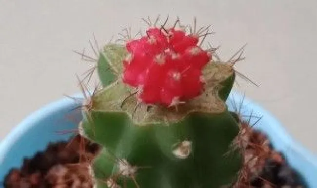 绯牡丹怎么嫁接（绯牡丹嫁接砧木的选择）