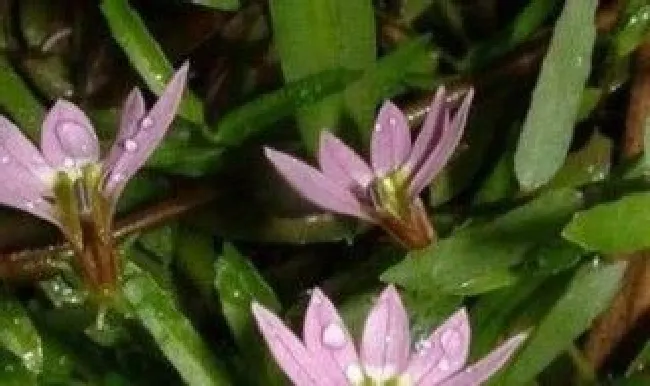 半边莲花怎么养（半边莲花怎么养才能开花）