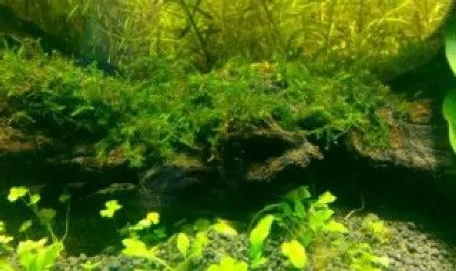 水草发黄是怎么回事 水草变黄怎么办