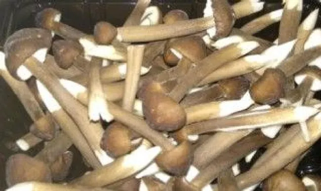 鸡纵菌怎么洗干净（鸡纵菌处理）