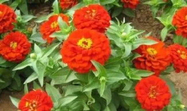 步步高花怎么养护（步步高花好养吗）