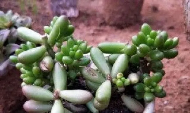 虹之玉锦怎么养才能更旺盛 虹之玉锦的养殖方法和注意事项