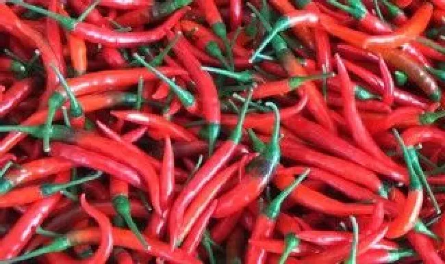 朝天椒和小米椒区别 朝天椒和小米椒区别图片