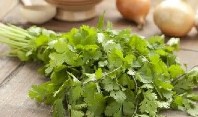 地里种香菜方法 农村种香菜怎么种