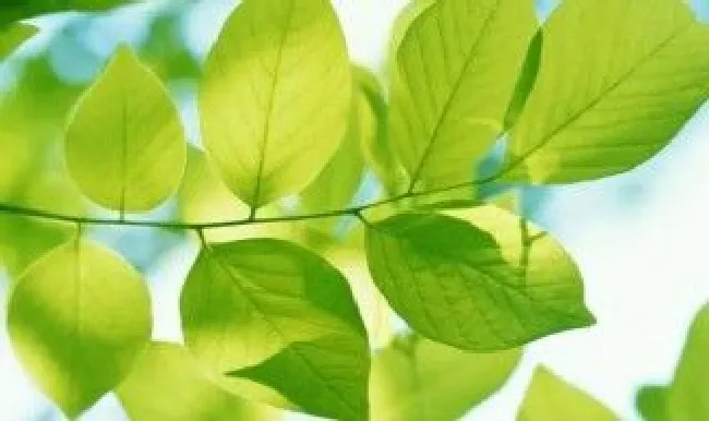 叶子的保存方法（莴苣叶子的保存方法）