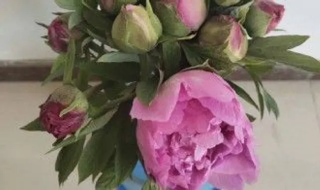鲜切花洋牡丹怎么养 鲜切花洋牡丹怎么养护和管理