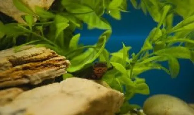 整棵水草种植教程 整棵水草种植教程视频