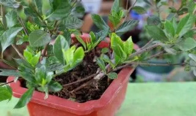 裸根栀子花种植方法（裸根栀子花种植方法图解）