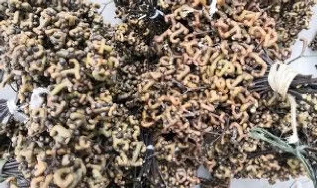 新鲜拐枣吃着涩怎么处理 拐枣生的涩不好吃怎么办