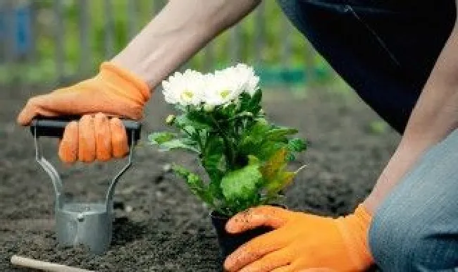 种花养花易学技巧（种花怎么养）