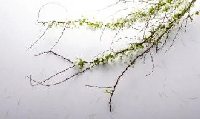 雪柳花怎么水养（雪柳花怎么水养温度）