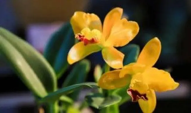 四君子是哪四种植物的别称（四君子是哪四种植物的别称呢）