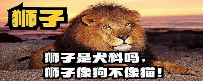 为什么说狮子属于犬科 为什么说狮子属于犬科豹亚科