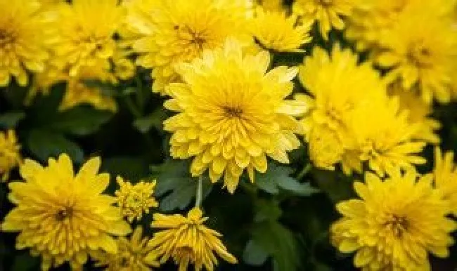 新鲜菊花怎么晒干（新鲜菊花怎么晒干泡茶）
