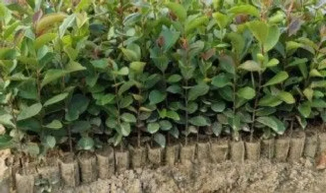 油茶树苗种植方法（油茶树苗种植方法图解）