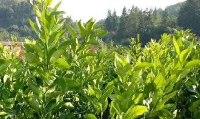 柑橘小苗的修剪方法（柑橘小苗的修剪方法有哪些）