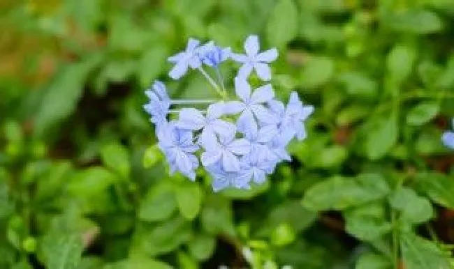 蓝雪花怎么养才能更旺盛 蓝雪花怎么养才能更旺盛呢