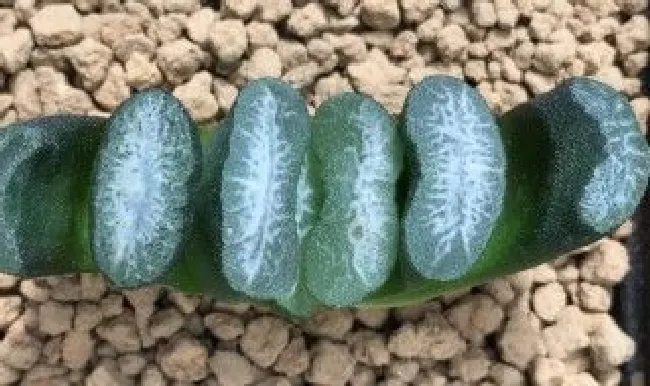 黄金玉扇的种植方法 黄金玉是什么玉种