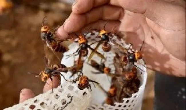 马蜂的养殖技巧 马蜂的养殖技巧和方法