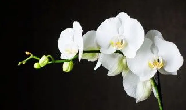 冬天兰花怎么养殖（冬天兰花怎么养殖视频）