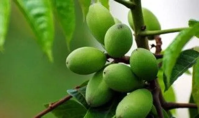 橄榄种子种植方法（橄榄种子种植方法视频）