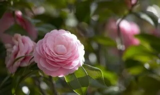 花上的蚜虫怎么治（海棠花上的蚜虫怎么治）