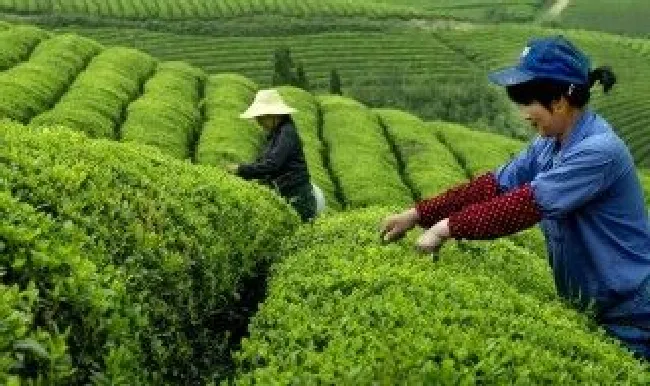明前径山茶保存方法（明前茶的保存方法）