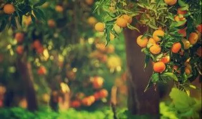 果树盆景造型方法 果树盆景造型方法有哪些