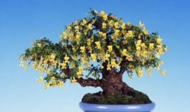 金雀生桩种植方法（金雀生桩种植方法视频）