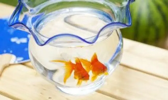 给鱼缸怎么换水 鱼缸换水方法