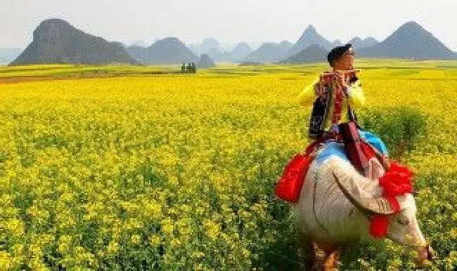 罗平油菜花节什么时候（罗平油菜花节什么时候举行）