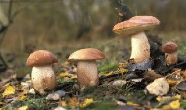 美味牛肝菌保存方法（新鲜牛肝菌怎样保存）